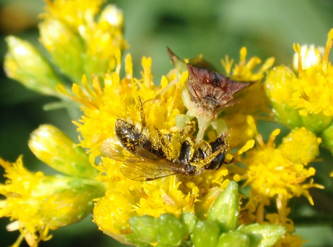 ambush bug